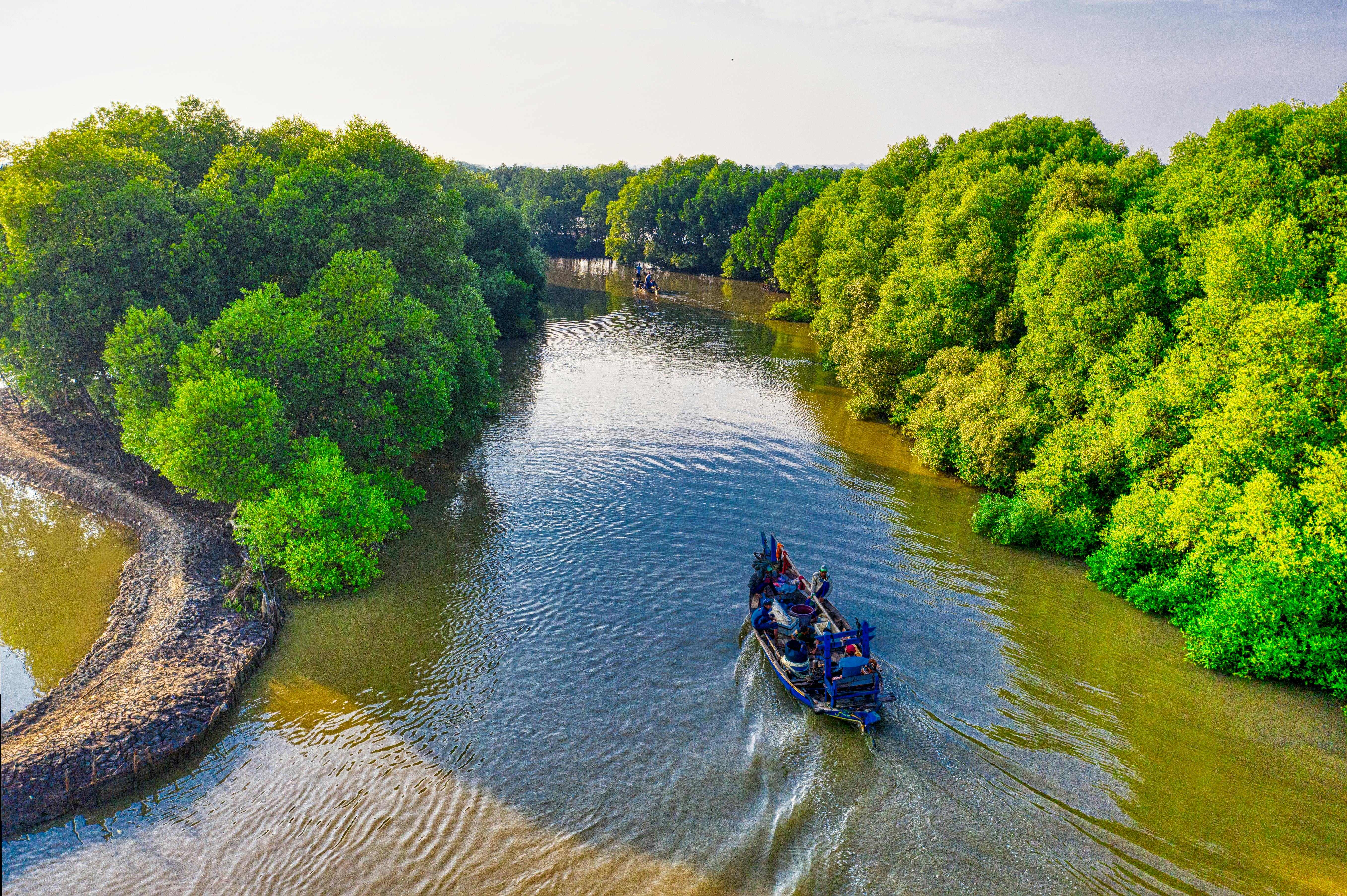 Mangrove Conservation Experience