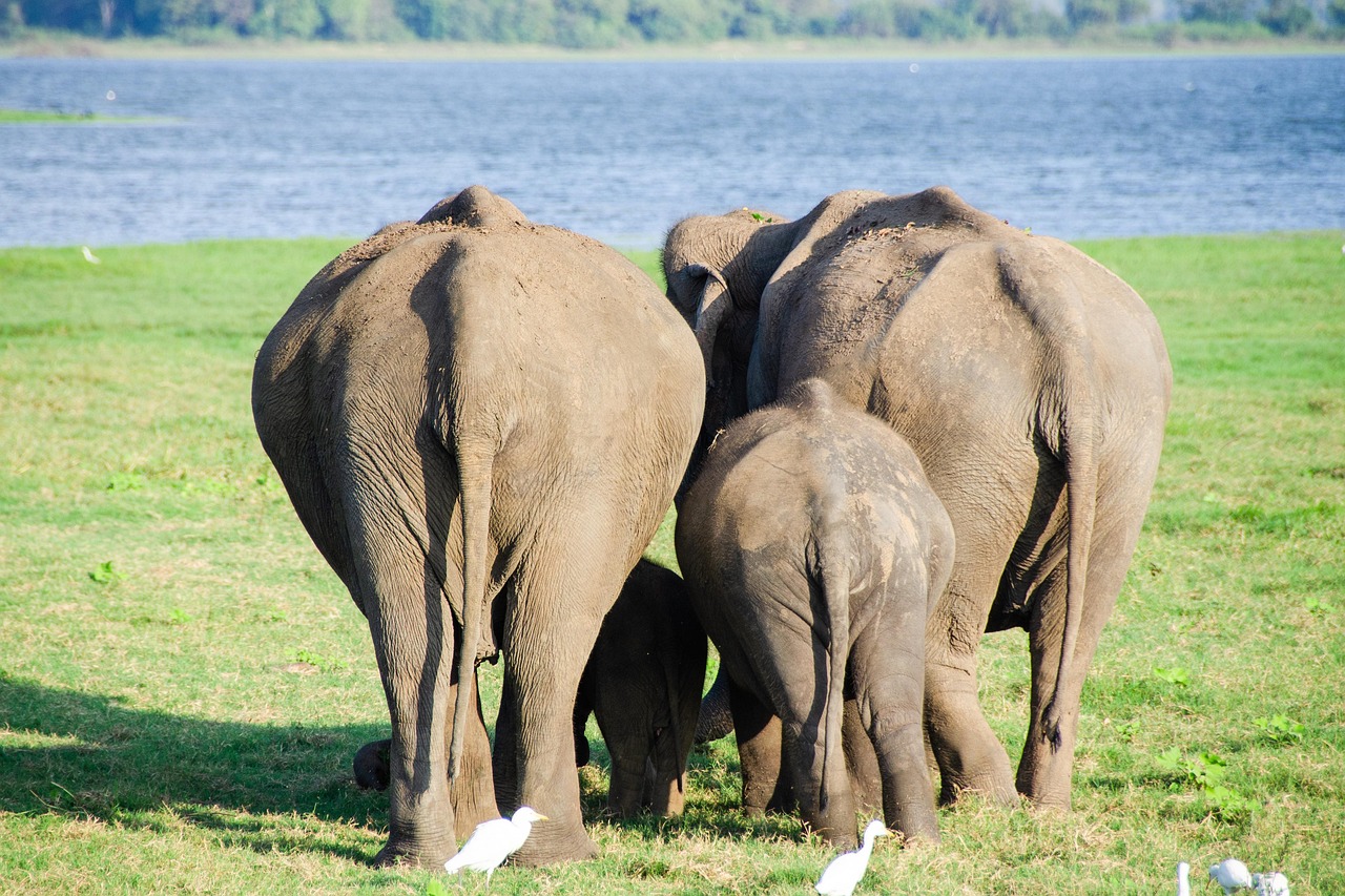 Minneriya National Park