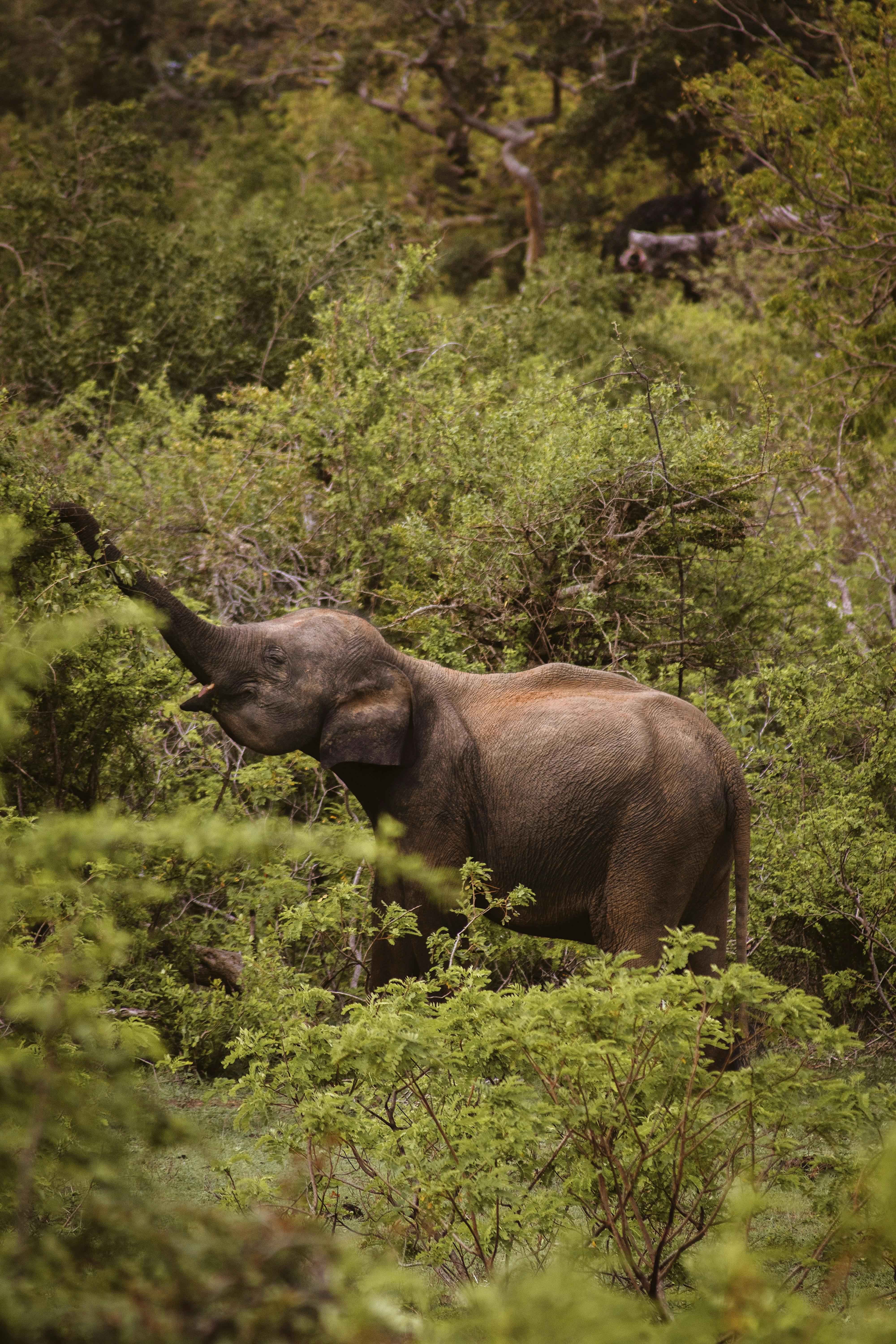 Udawalawe National Park